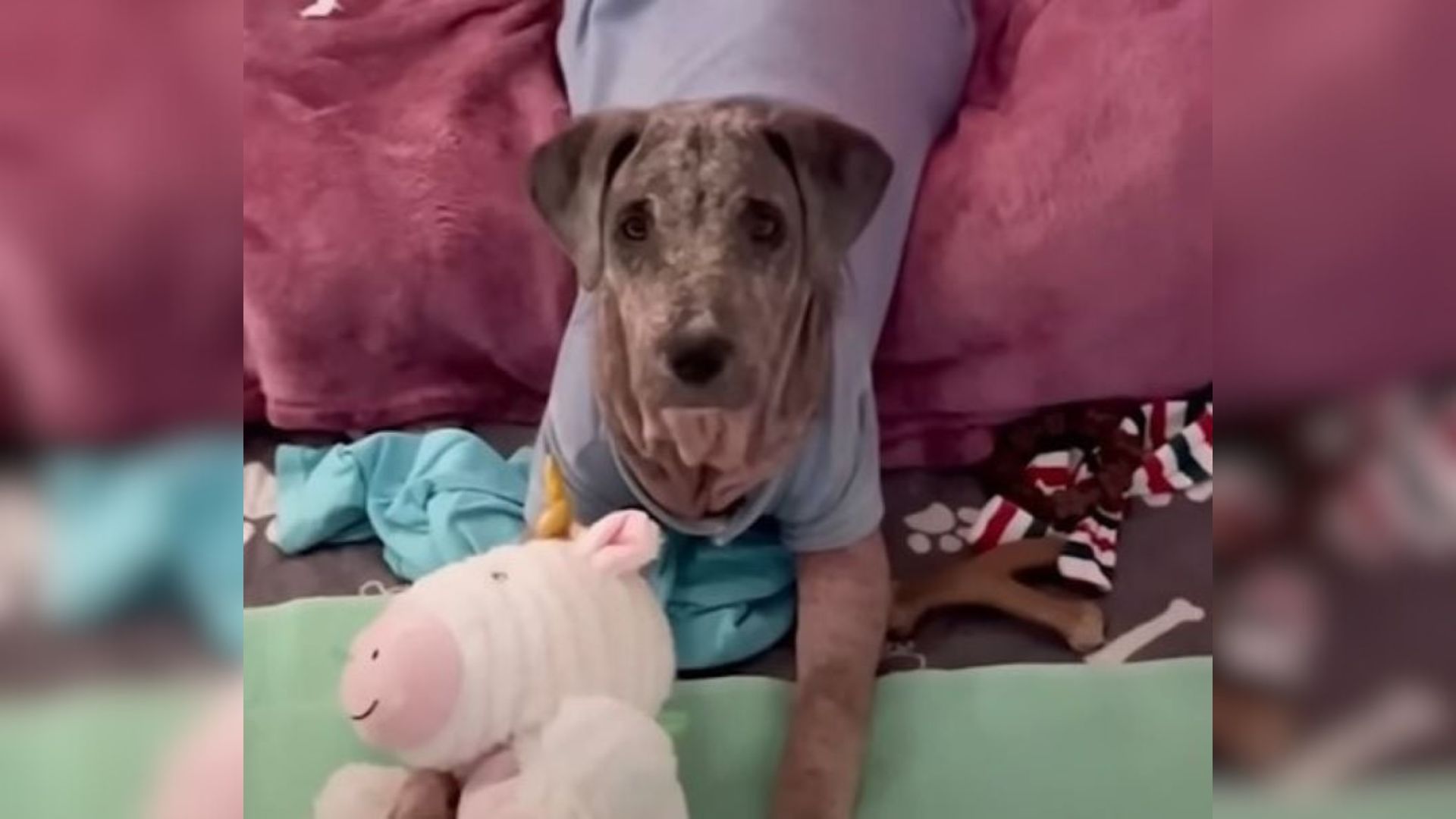 senior dog