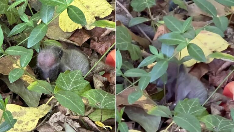 mysterious furry baby sleeping in the forest