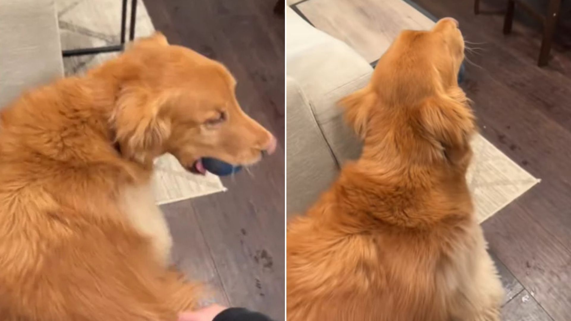 surprised dog