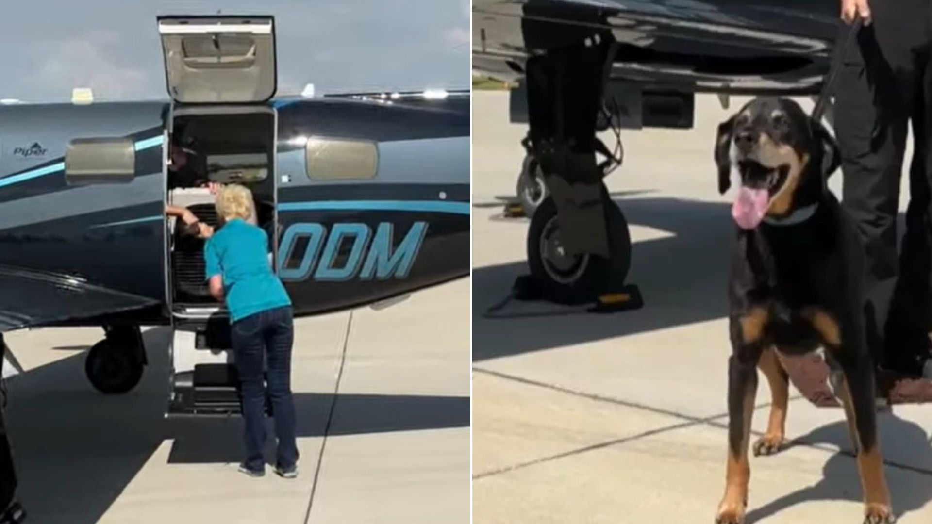 West Virginia Rescuers Checked This Dog’s Microchip Only To Find Out Shocking Truth About His Origin