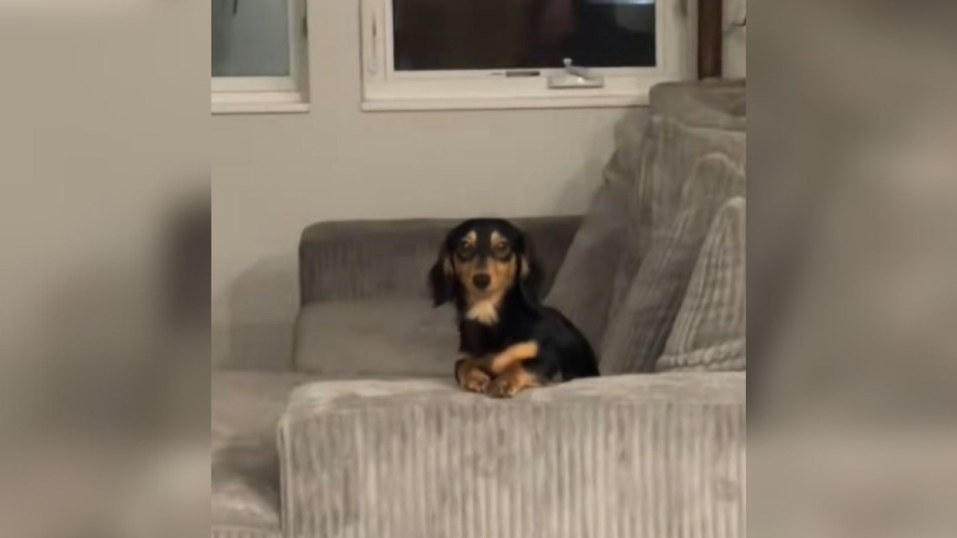 dog on sofa