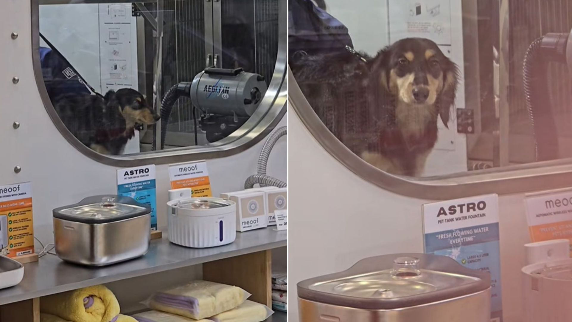 dog at groomers