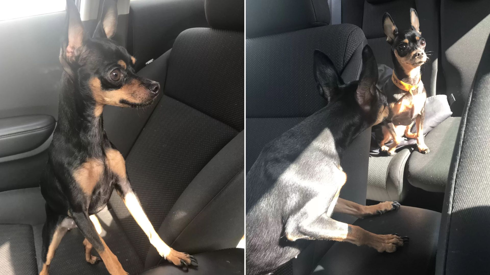 Georgia Woman Takes Her Dog Inside, Only To Be Shocked To See Her Already There