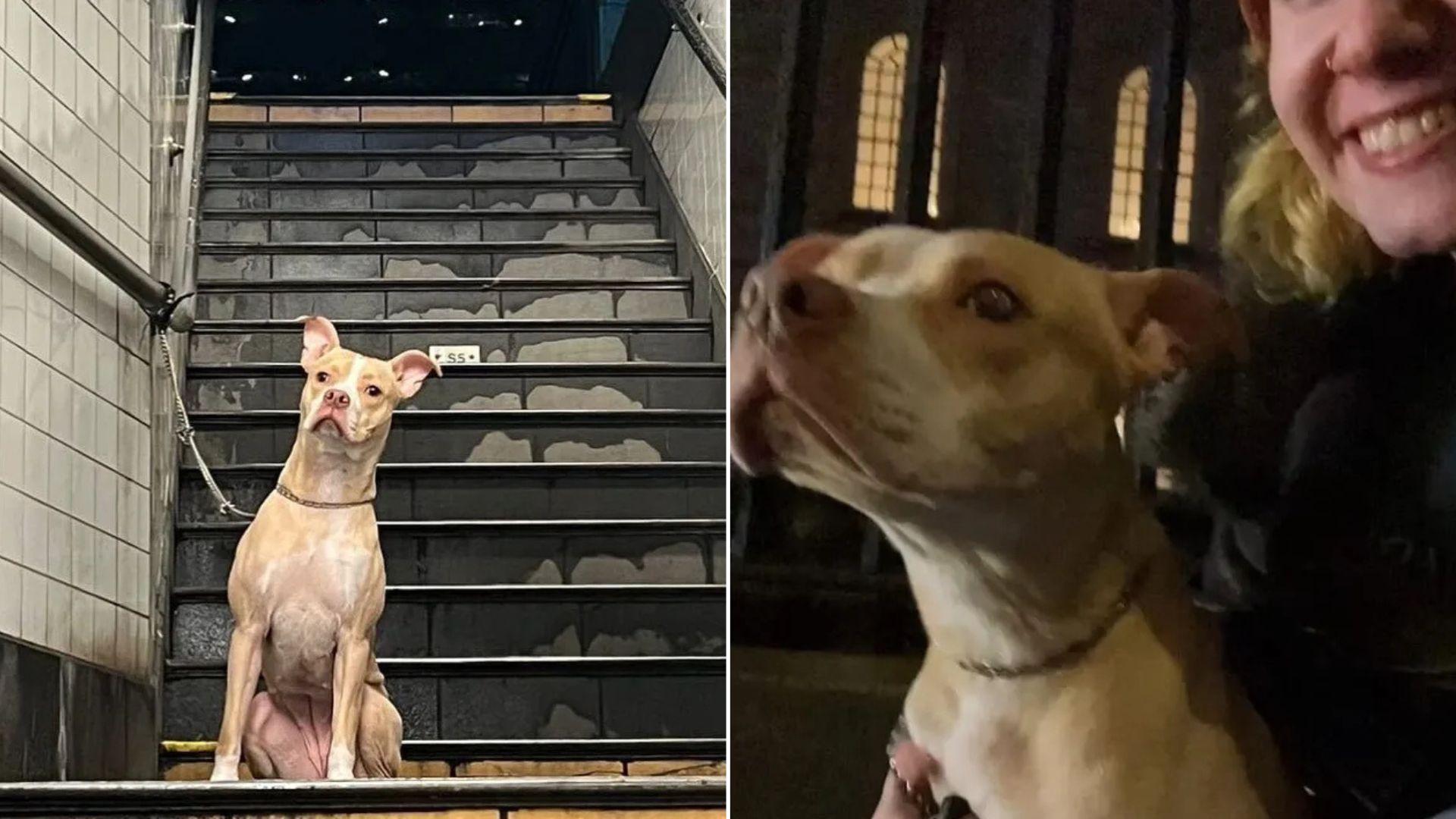 Woman Can’t Contain Shock After Discovering Dog Tied To Pole In New York Subway