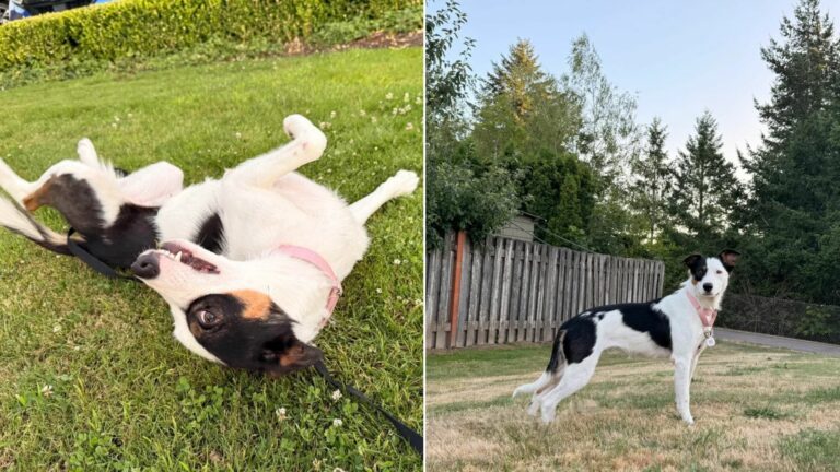 Border Collie dog