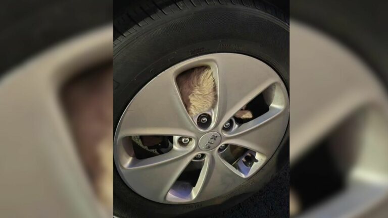 animal in car tire