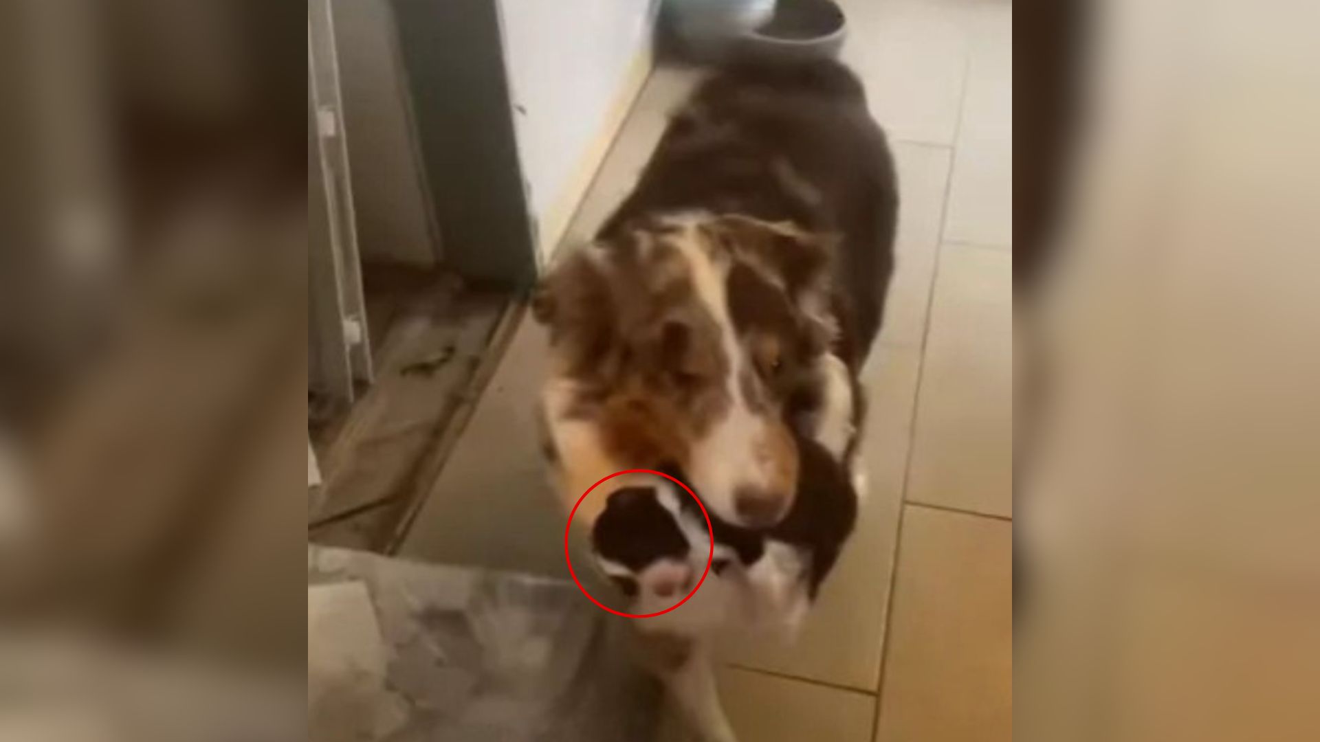 dog with puppy in mouth