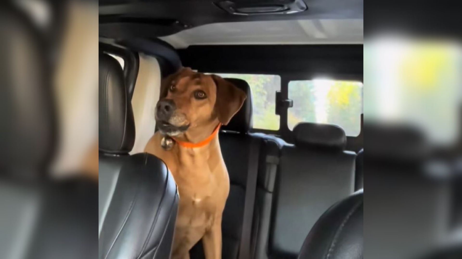 dog in car