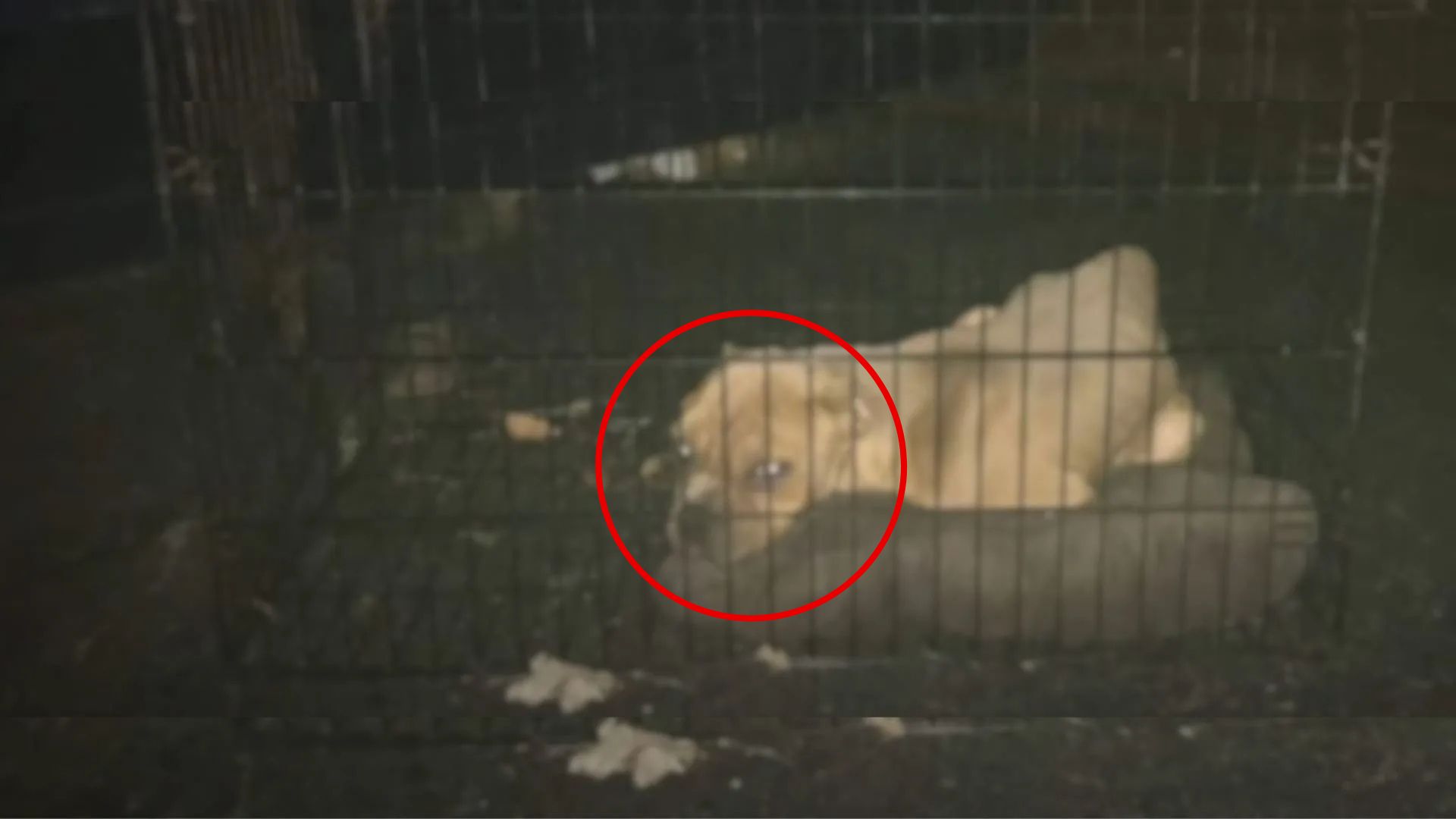 abandoned dog