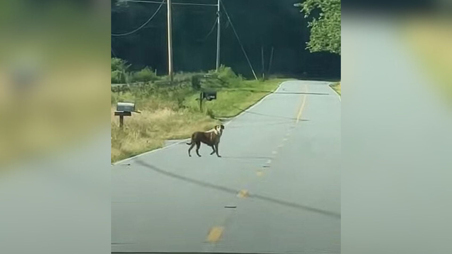 Woman In North Carolina Stunned To Find A Puppy Alone On The Road And She Immediately Stopped To Help