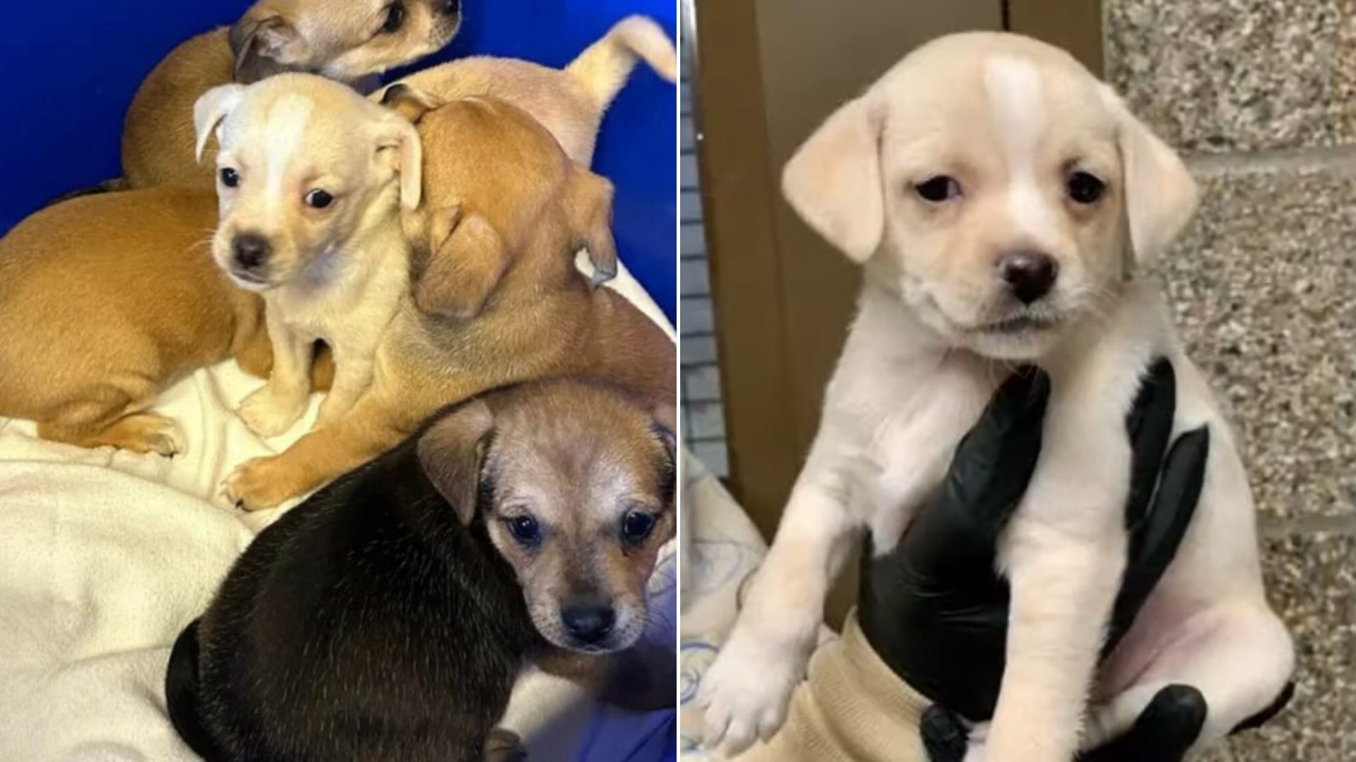 abandoned puppies