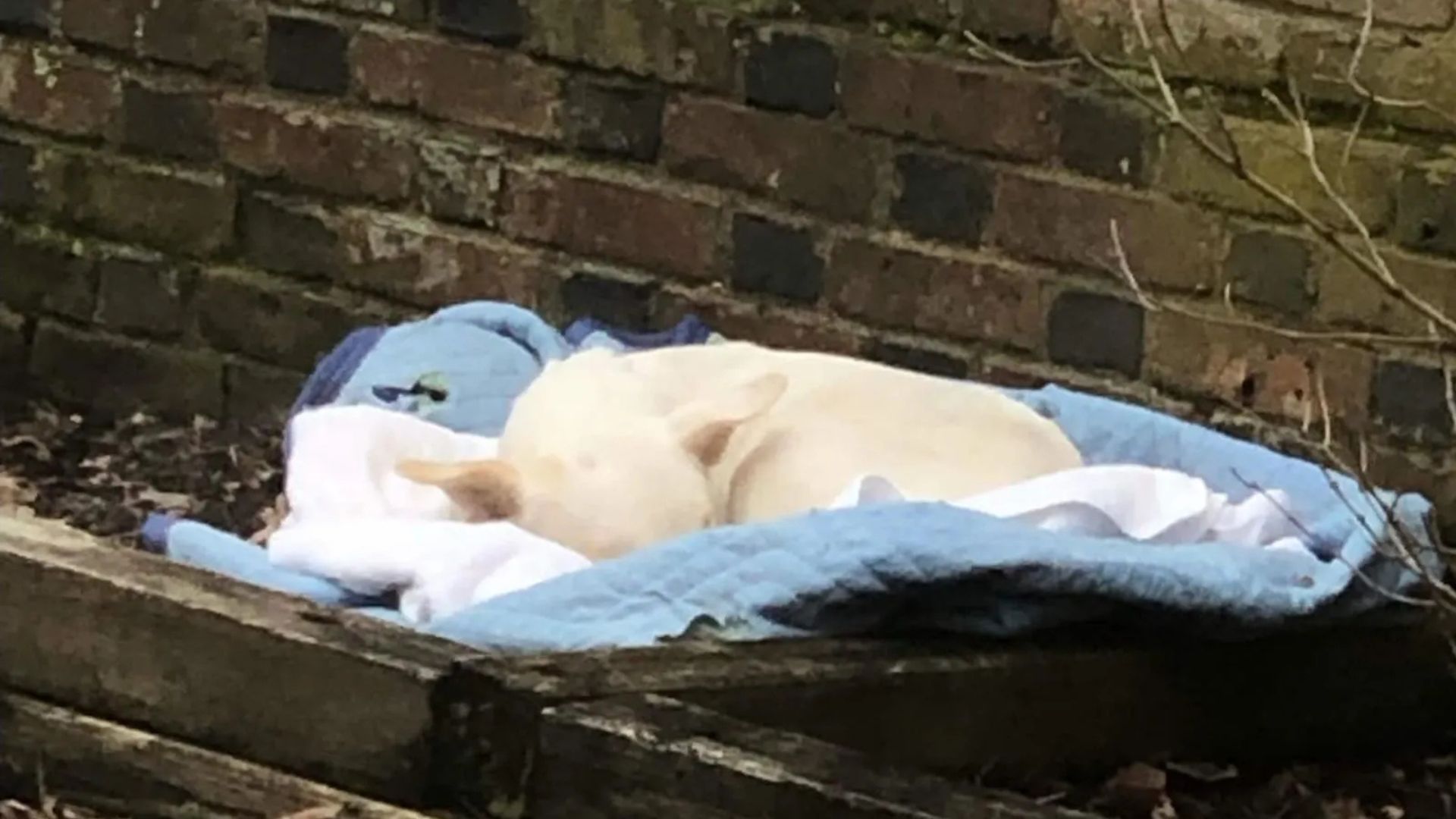 dog in garden