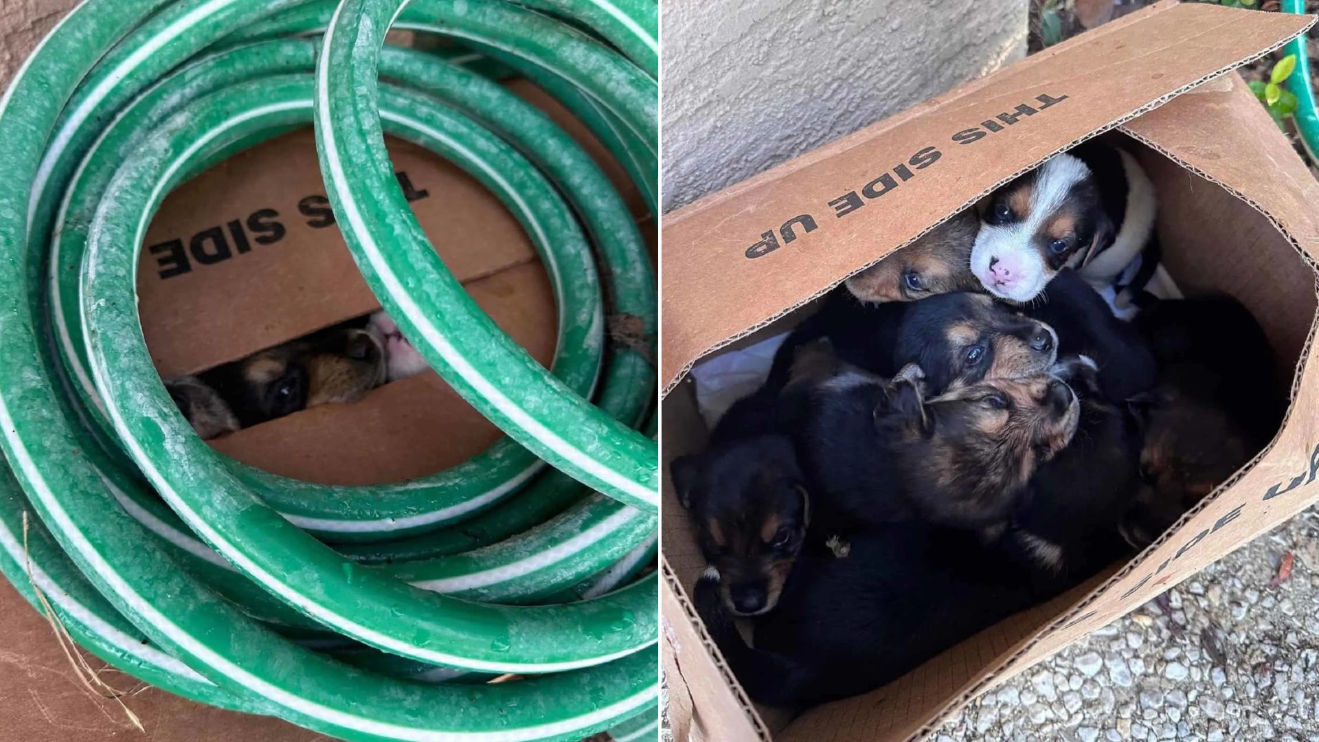 box with puppies
