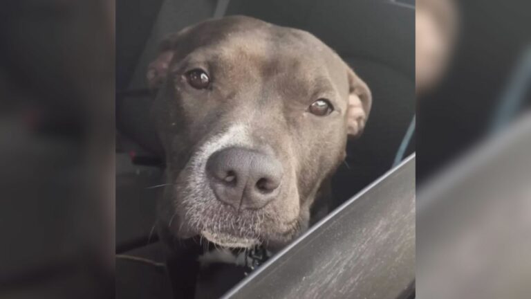 cute senior dog