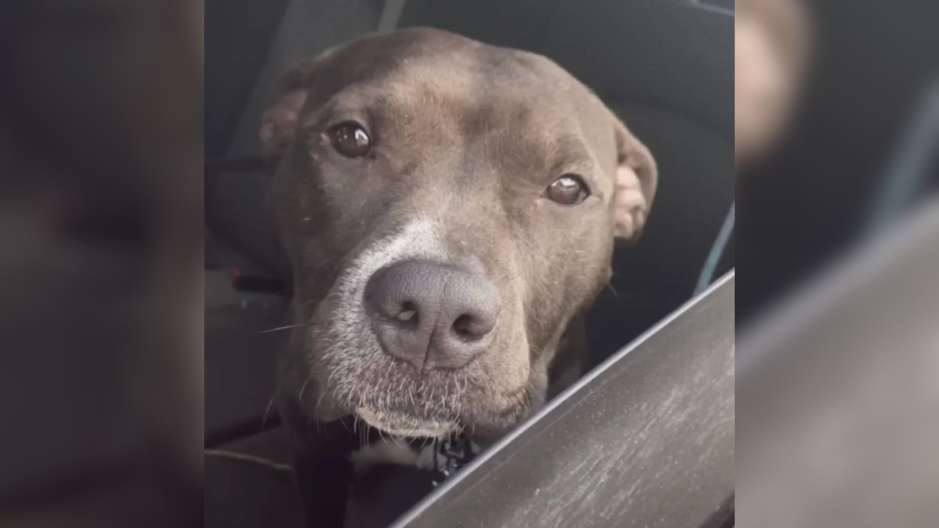 Woman Saves Euthanasia-Listed Dog From Texas Only To Learn The Shocking Reason Behind His Abandonment