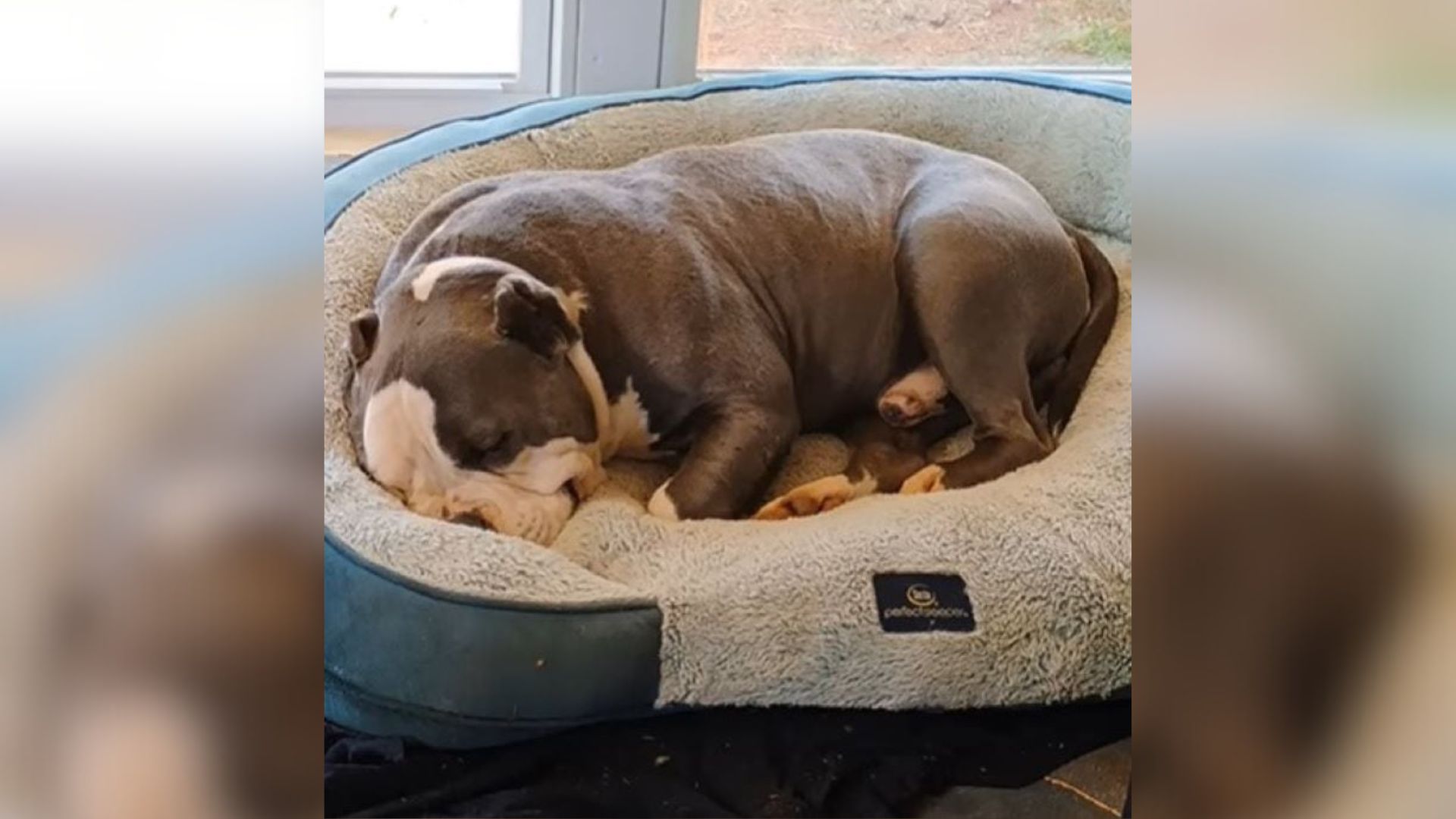 dog sleeping