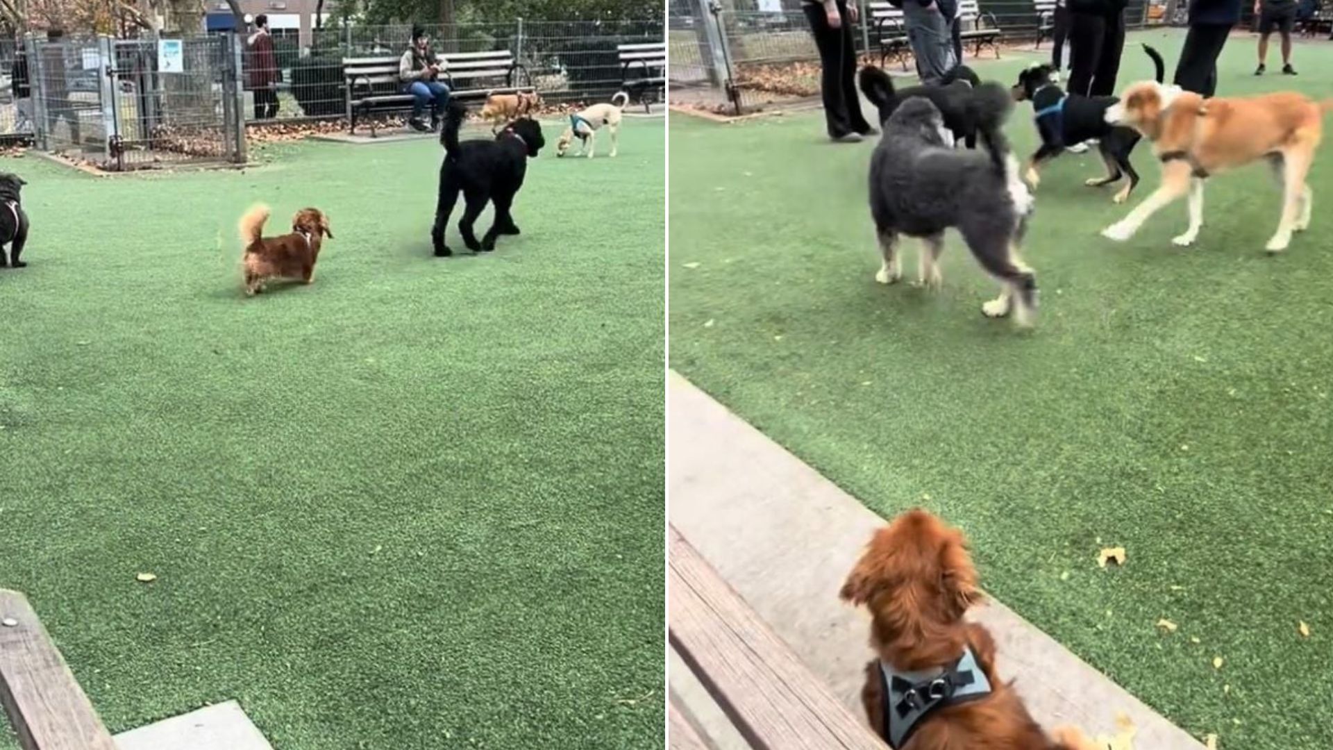 dogs in park
