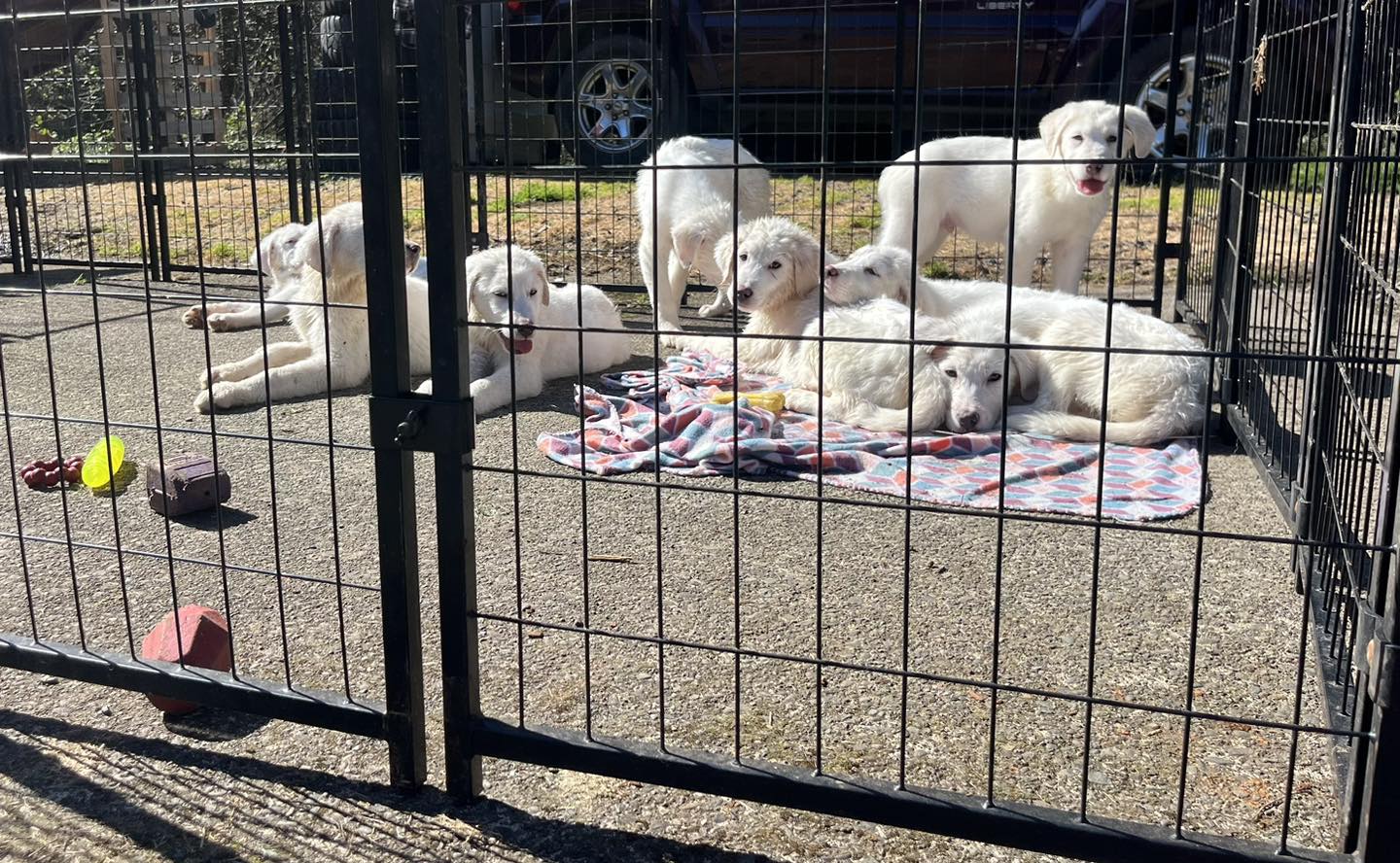 a litter of puppies rescued