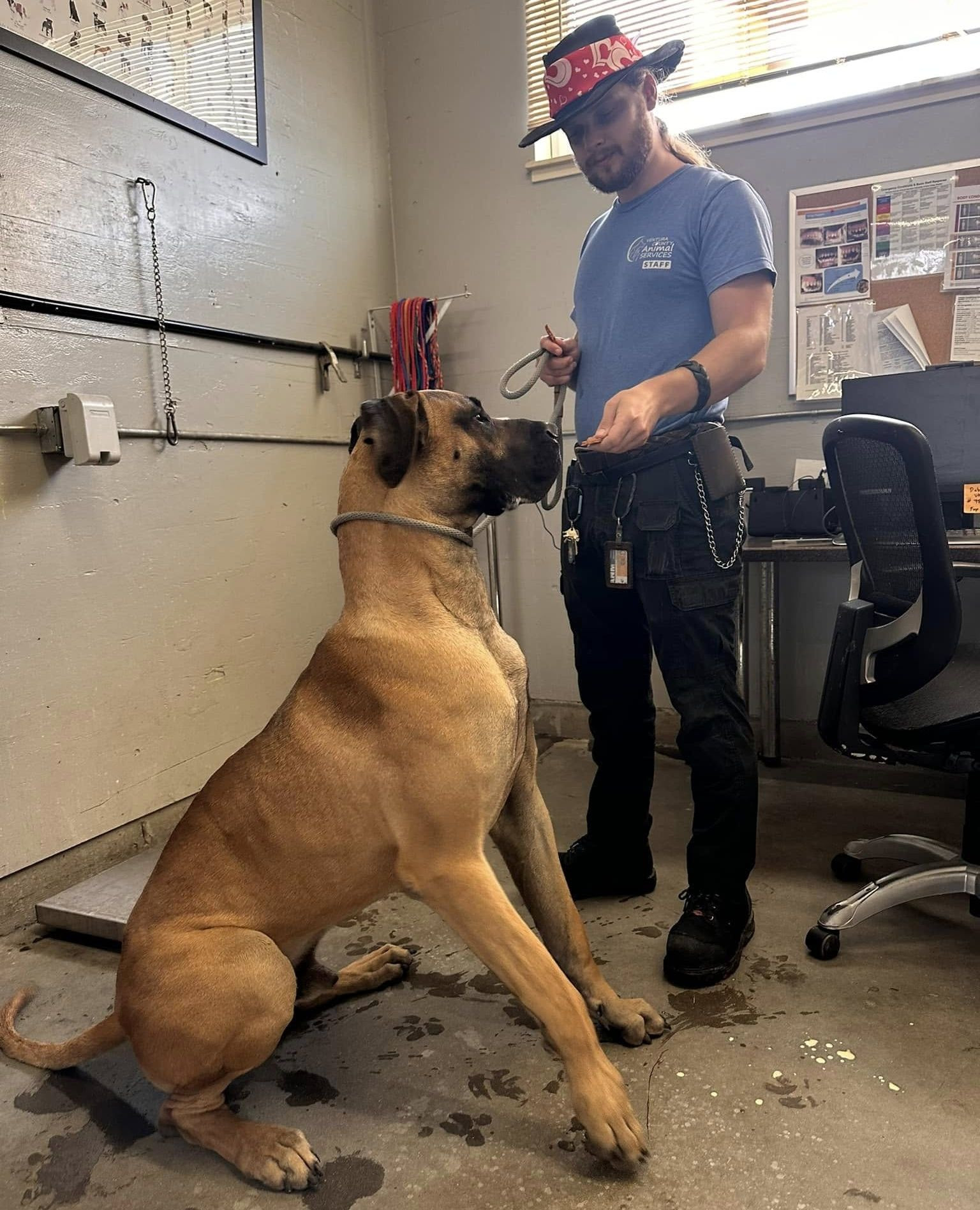 a man feeding a big dog