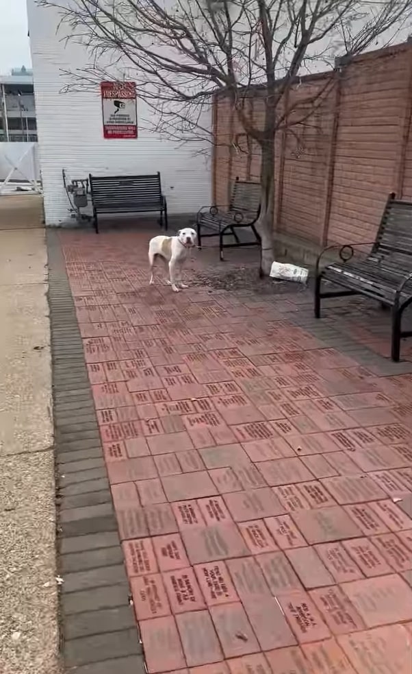 abandoned and tied dog