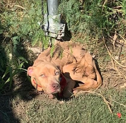 abandoned brown dog