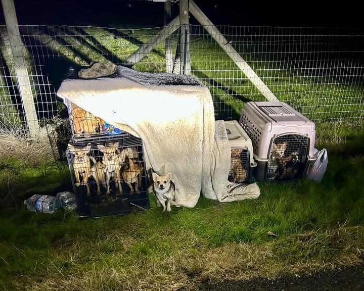abandoned chihuahuas