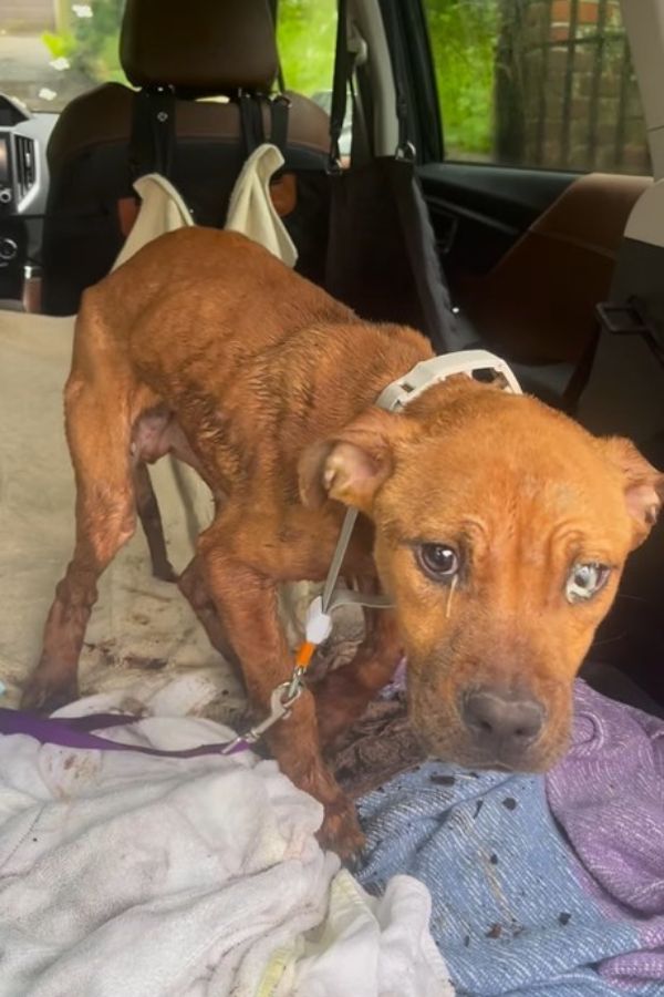 abandoned crying dog