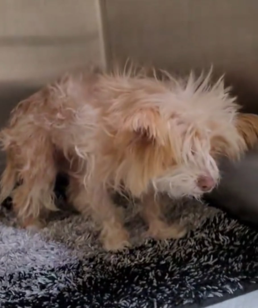 abandoned dog
