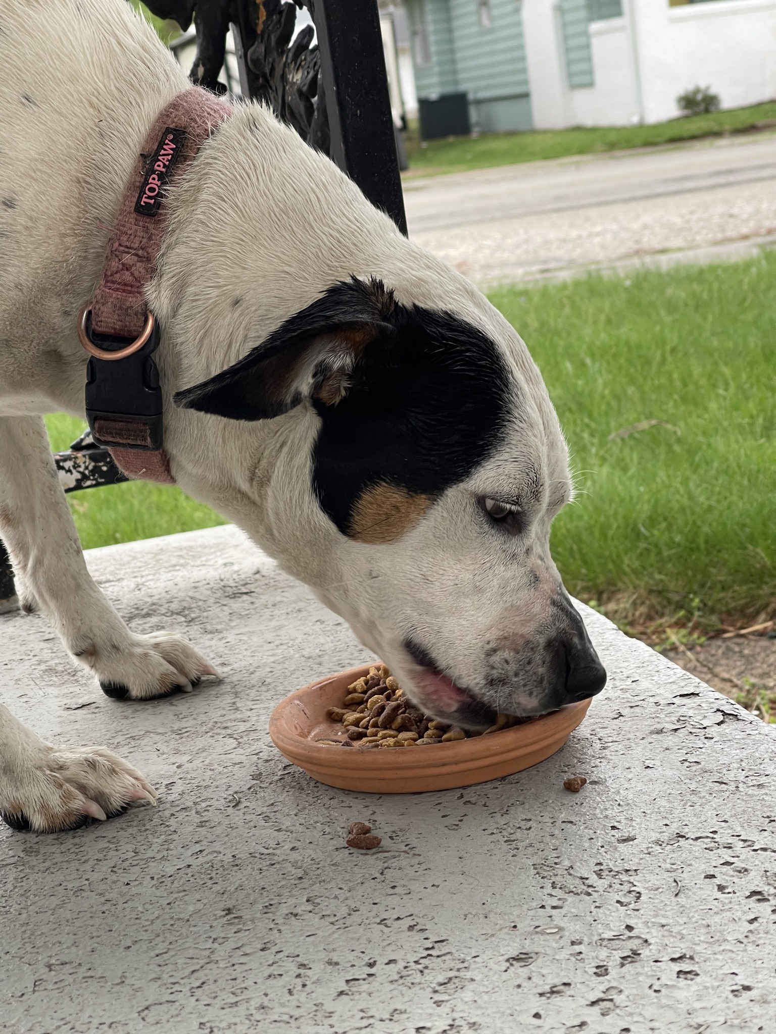 abandoned dog eating