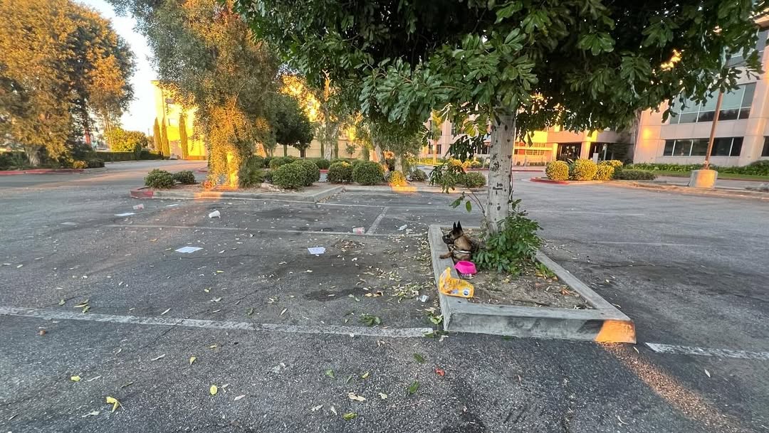 abandoned dog in a parking lot