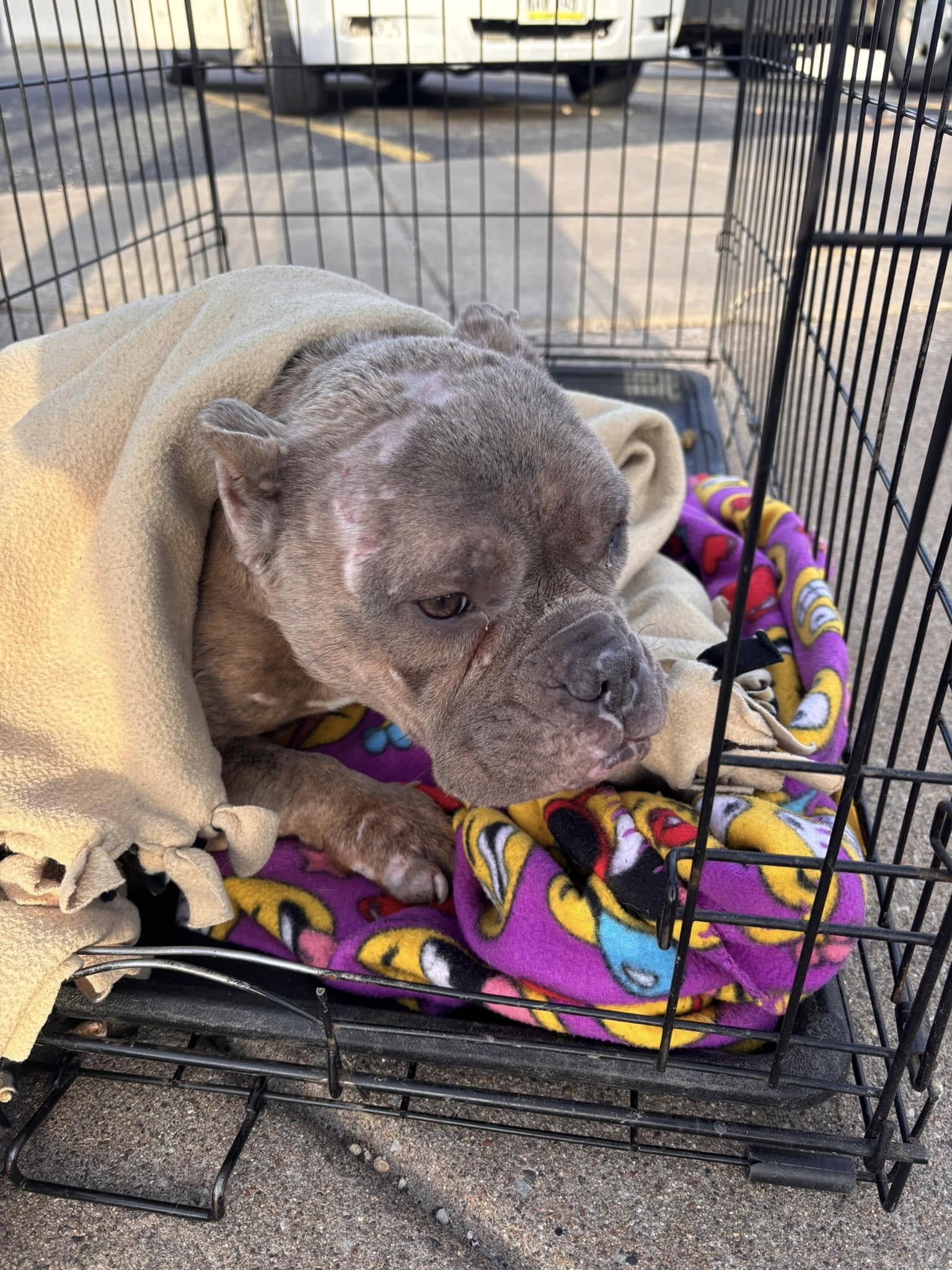 abandoned dog in crate