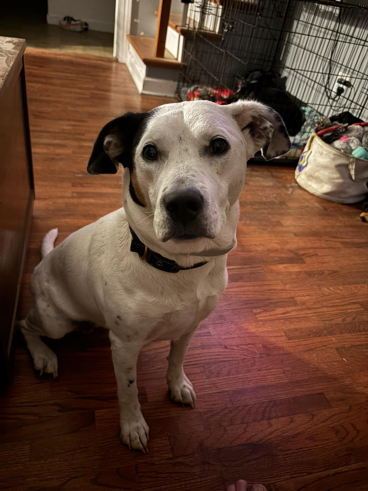 abandoned dog in foster home