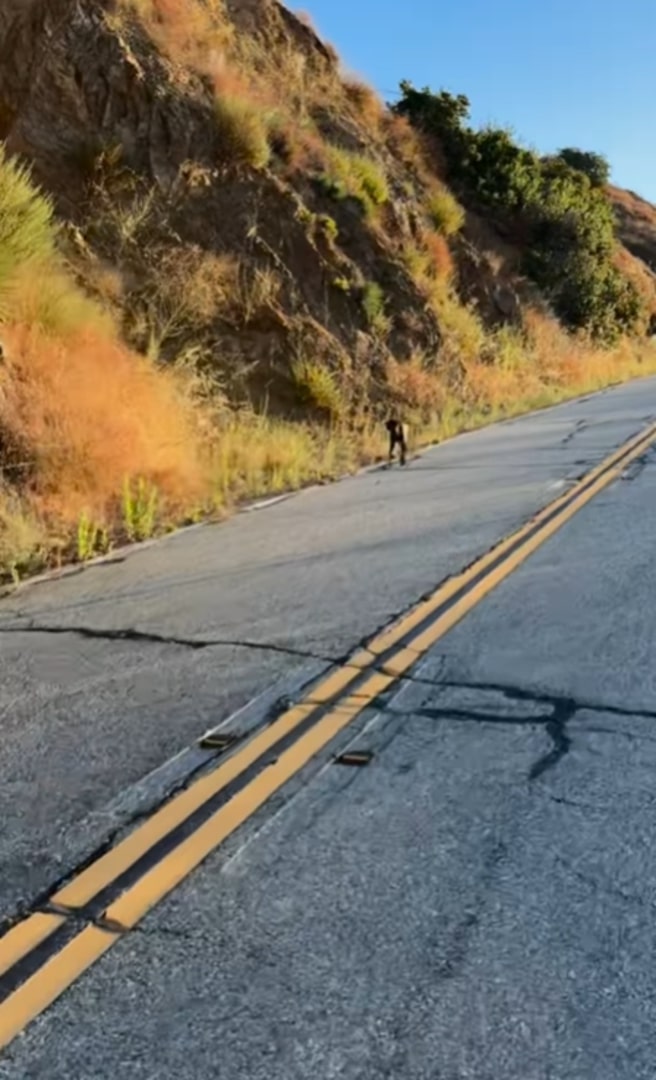 abandoned dog on road
