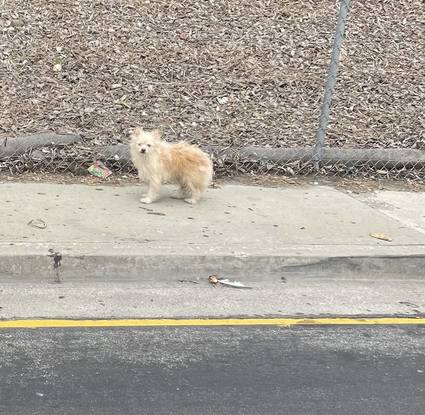 abandoned dog on street