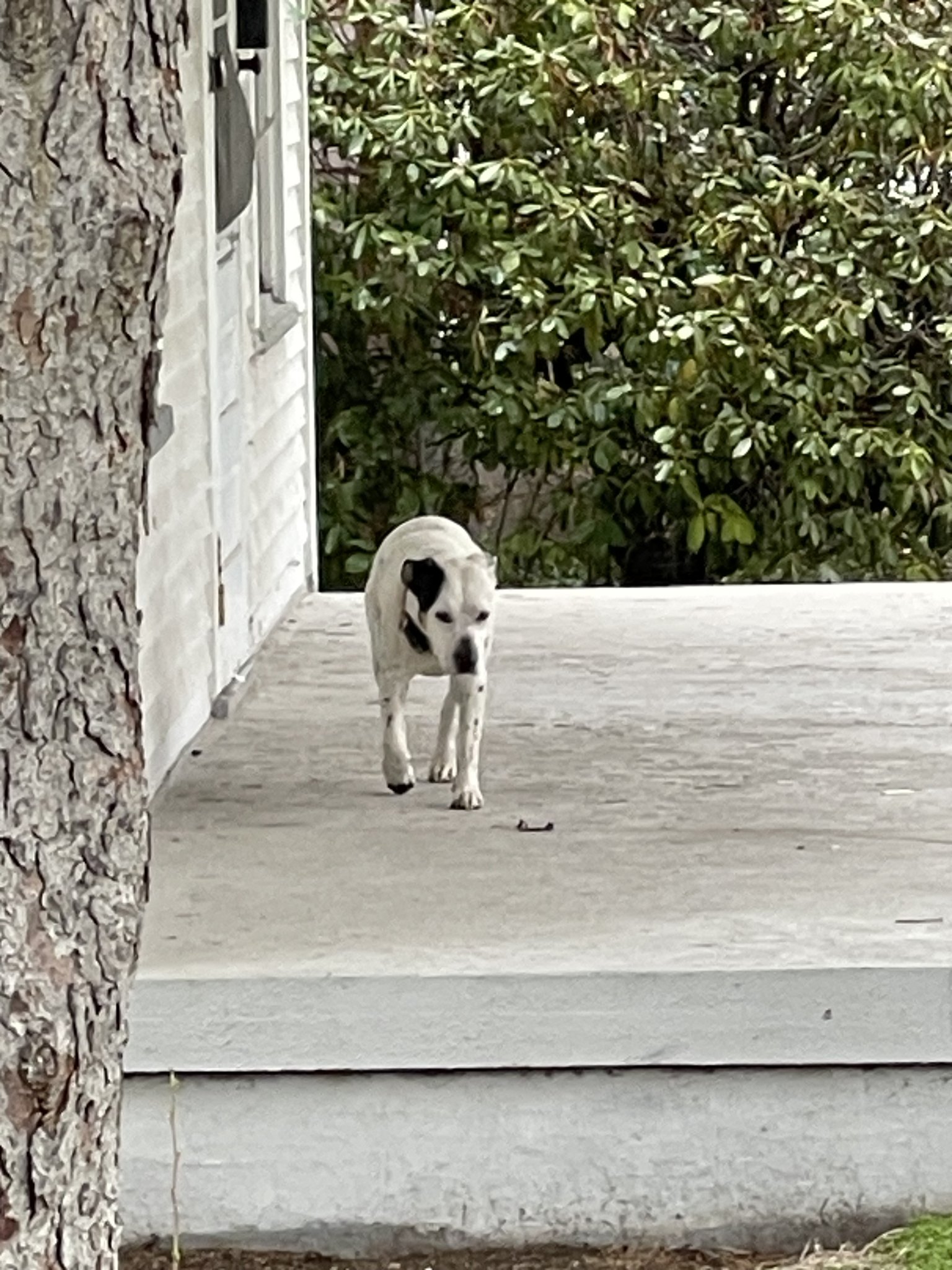 abandoned dog on the porch