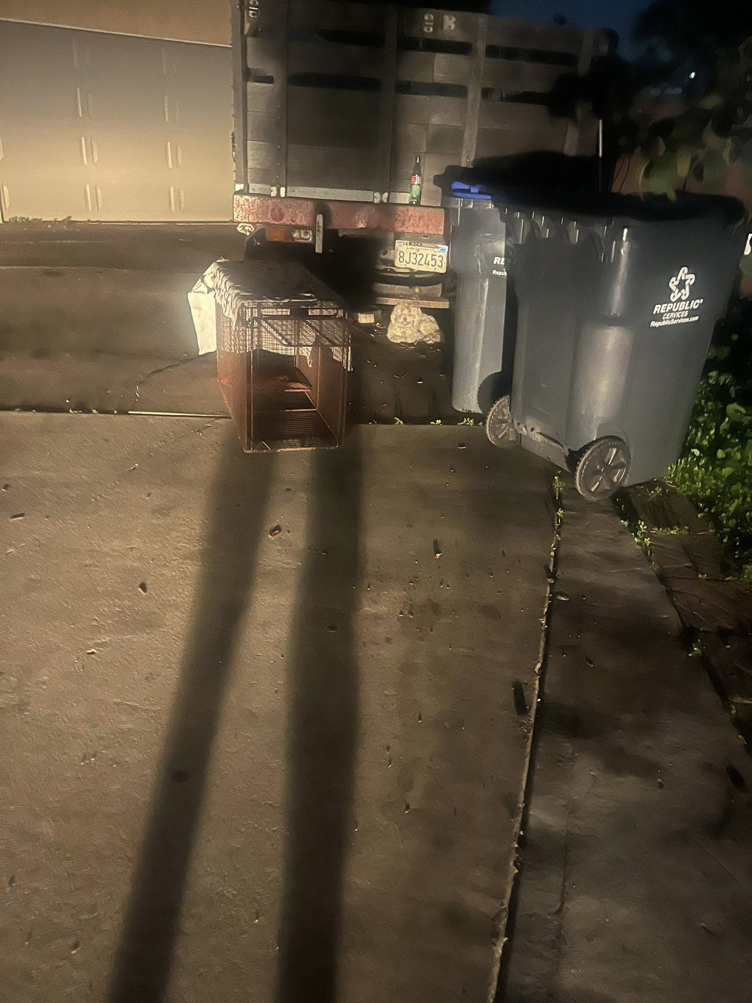 abandoned dog on trash