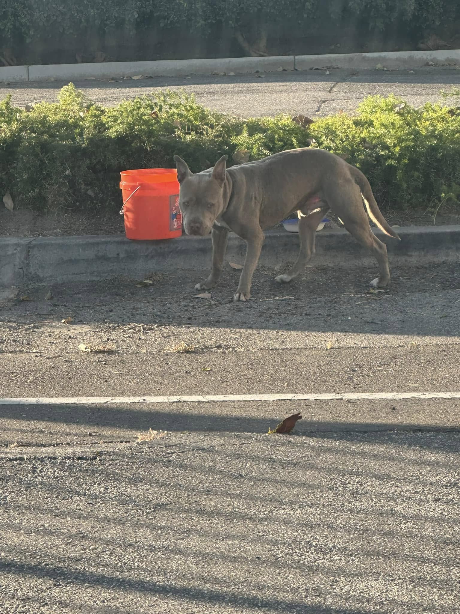 abandoned dog