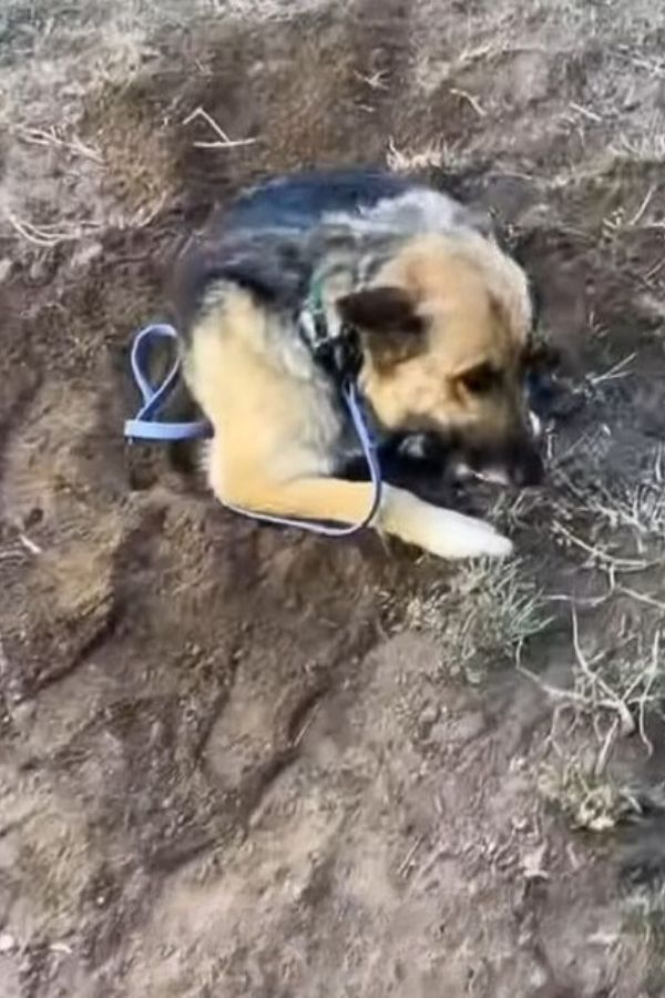 abandoned mother dog