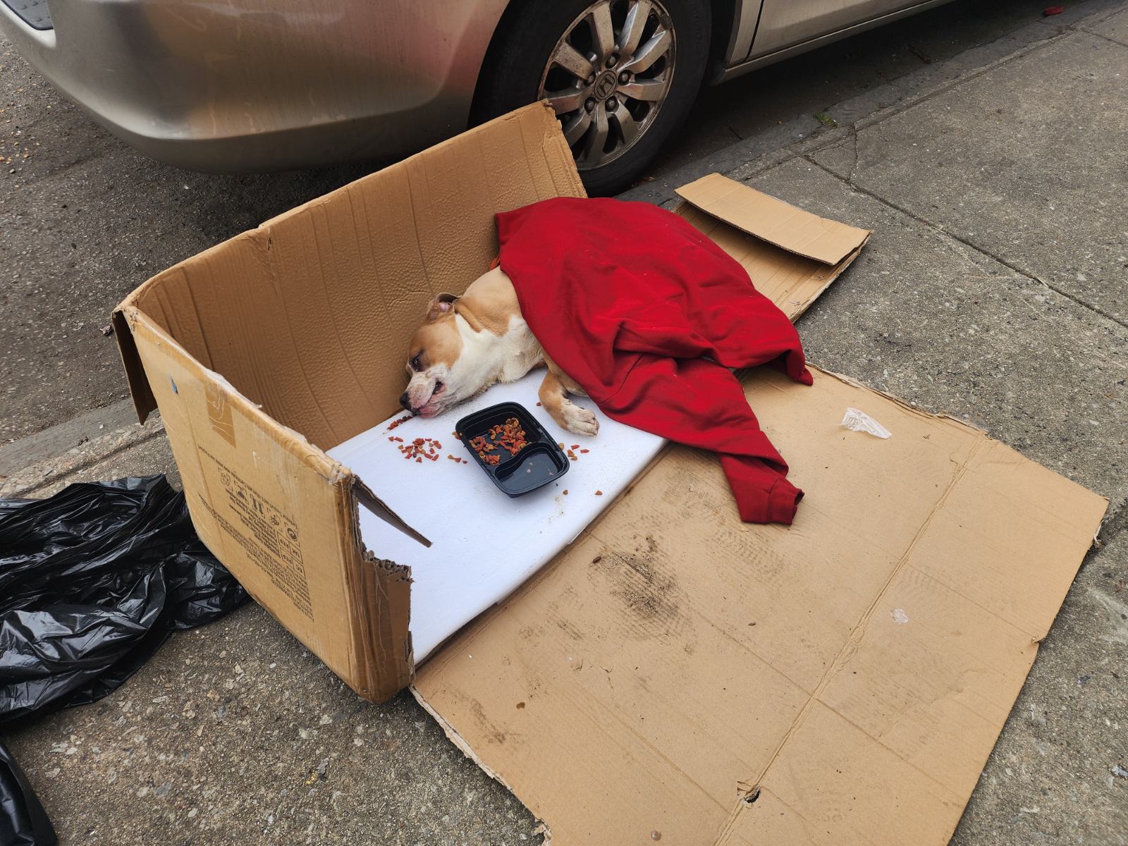 abandoned paralyzed dog