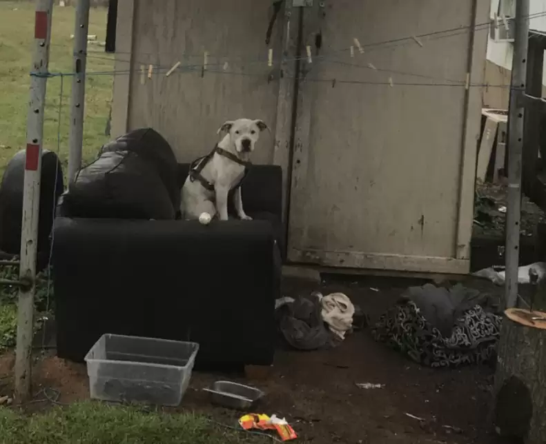 abandoned senior dog