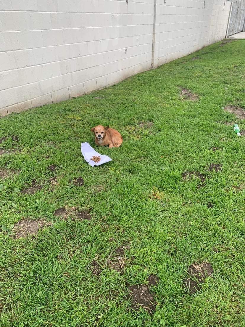abandoned tiny dog