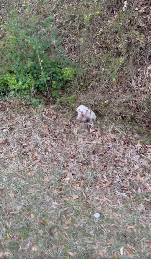 abandoned white dog
