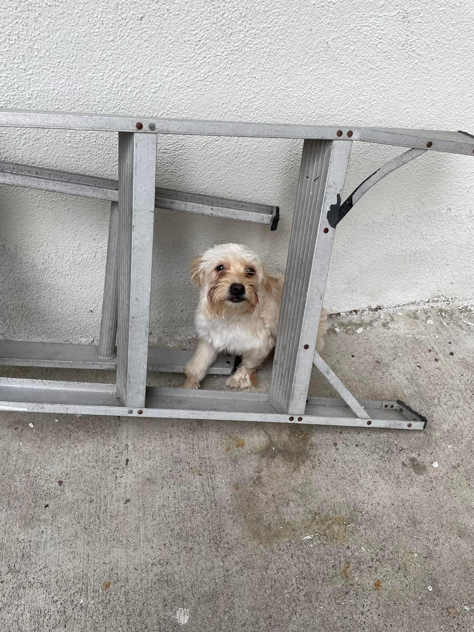 abandoned white puppy