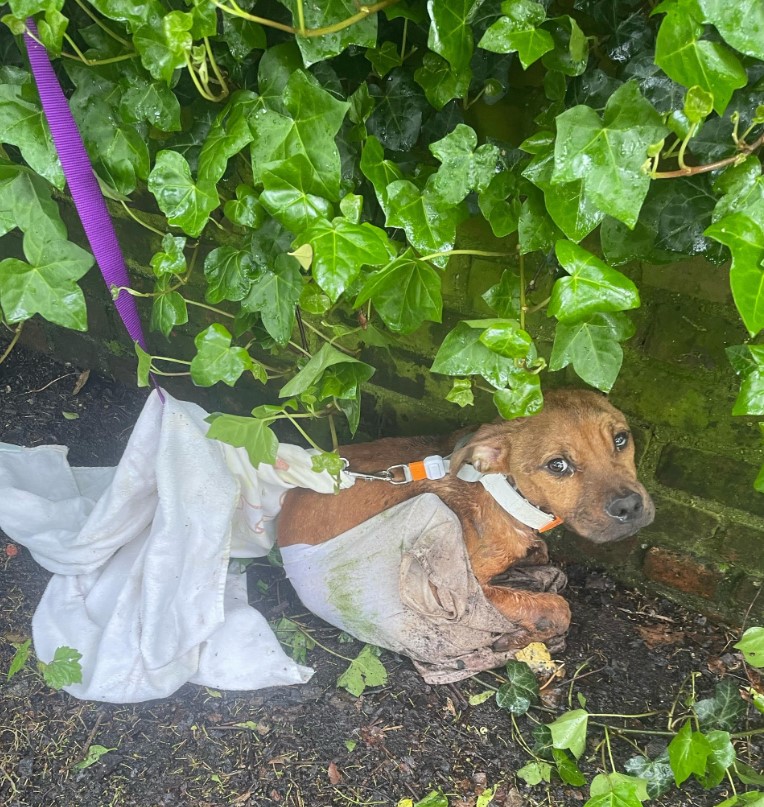 abandoned wounded dog