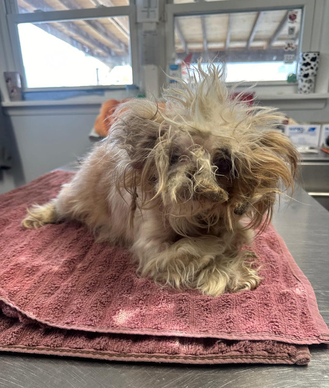 abused dog