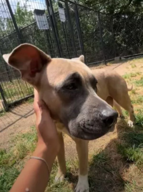 abused dog