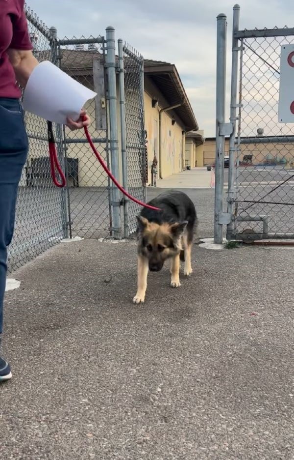 abused dog on leash