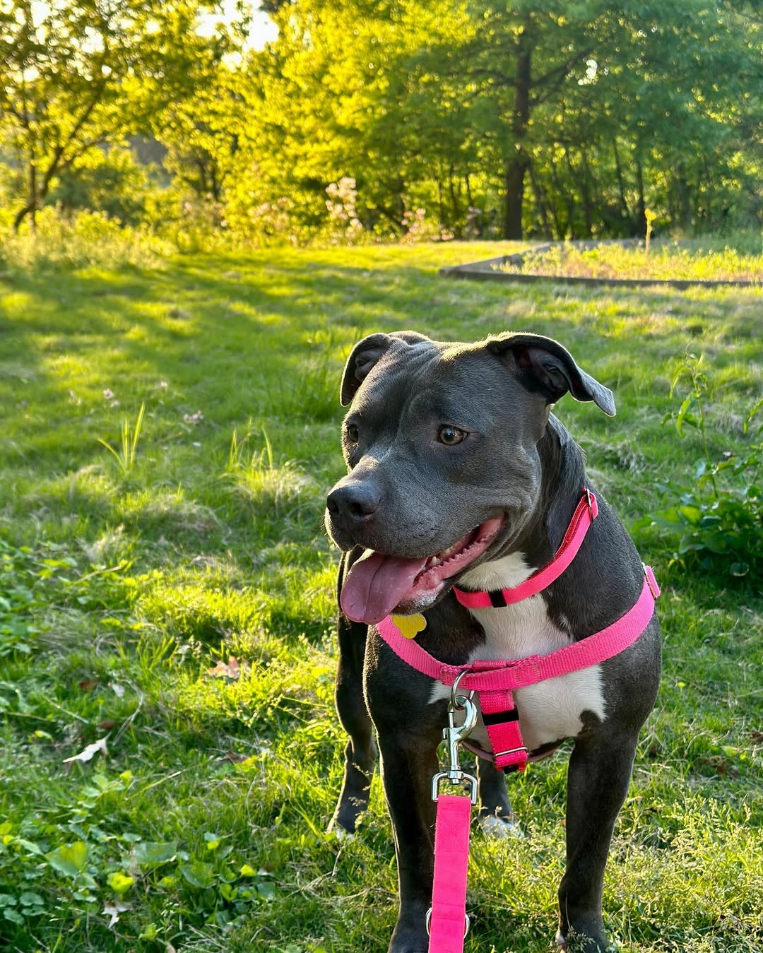 adopted black dog