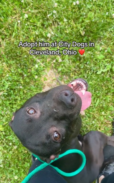 adopted black dog