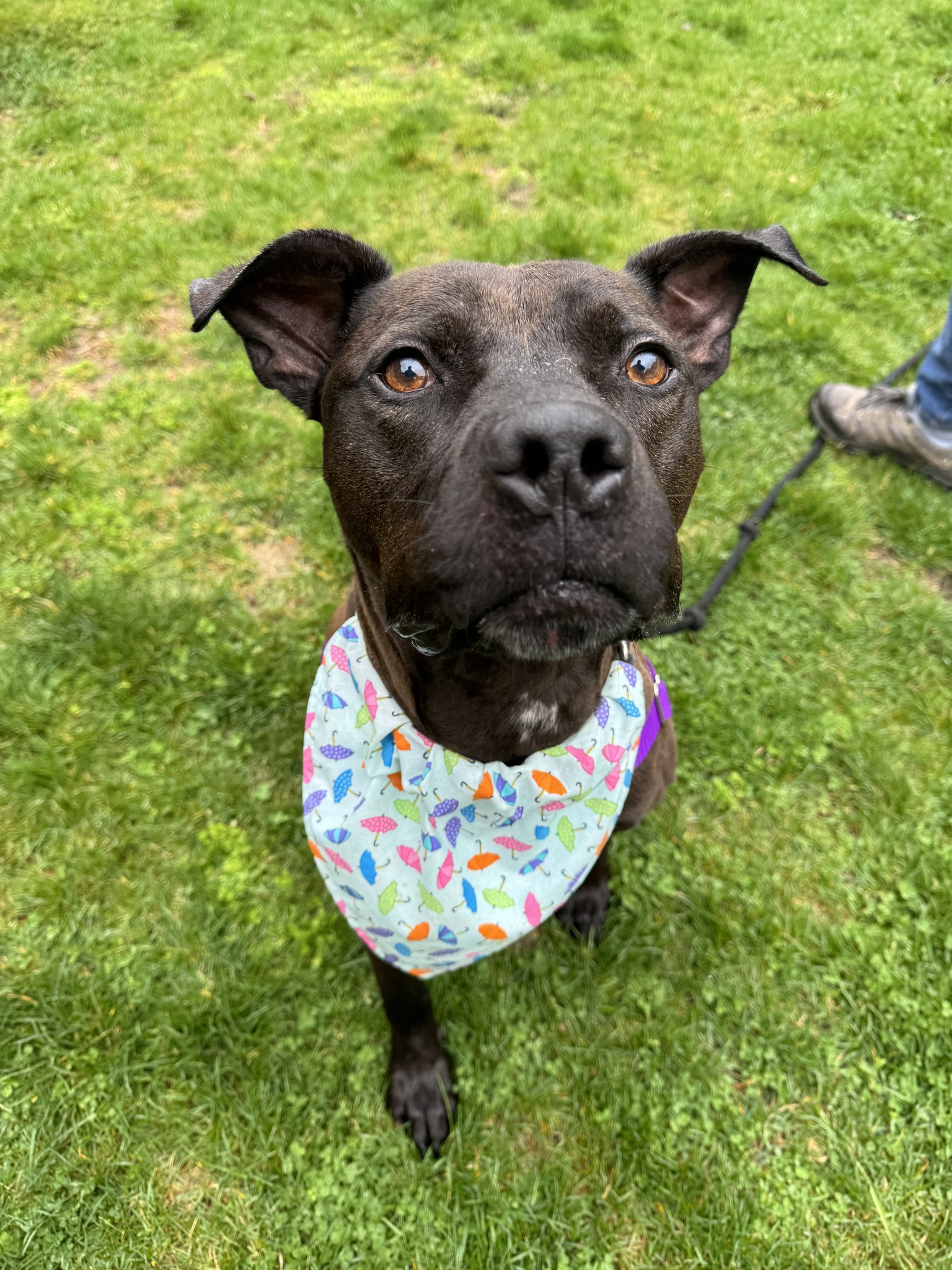 adopted black dog